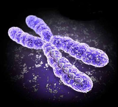 Just 2 genes from Y chromosome needed for male reproduction